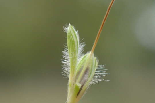 Image of Angleton bluestem