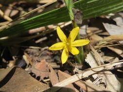 Image of Curculigo ensifolia R. Br.