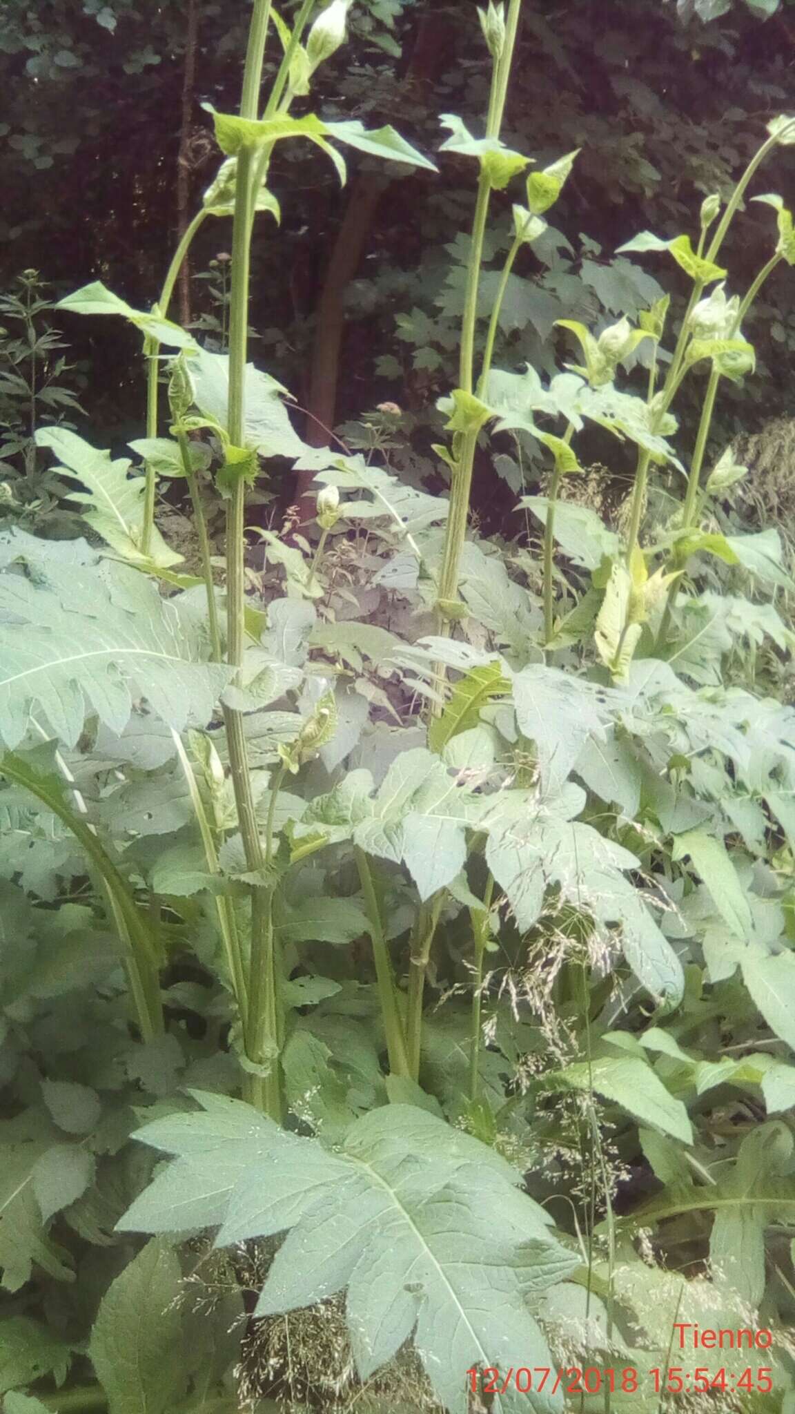 Image of Cabbage Thistle