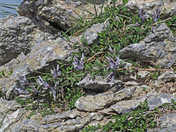 Imagem de Polygala venulosa Sm.