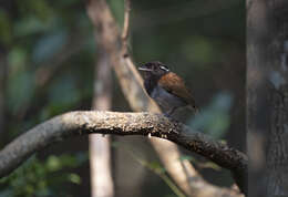 Image of Hooded Gnateater