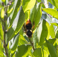 Image of Vespa velutina timorensis Vecht 1957