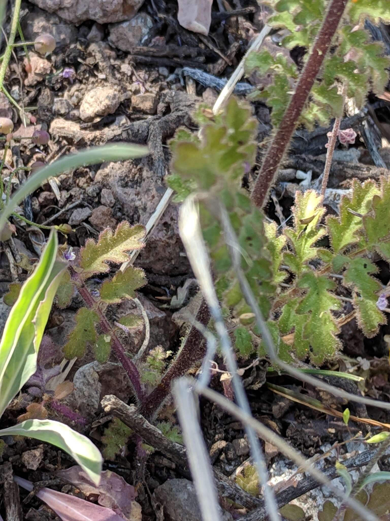 Image de Phacelia infundibuliformis Torr.