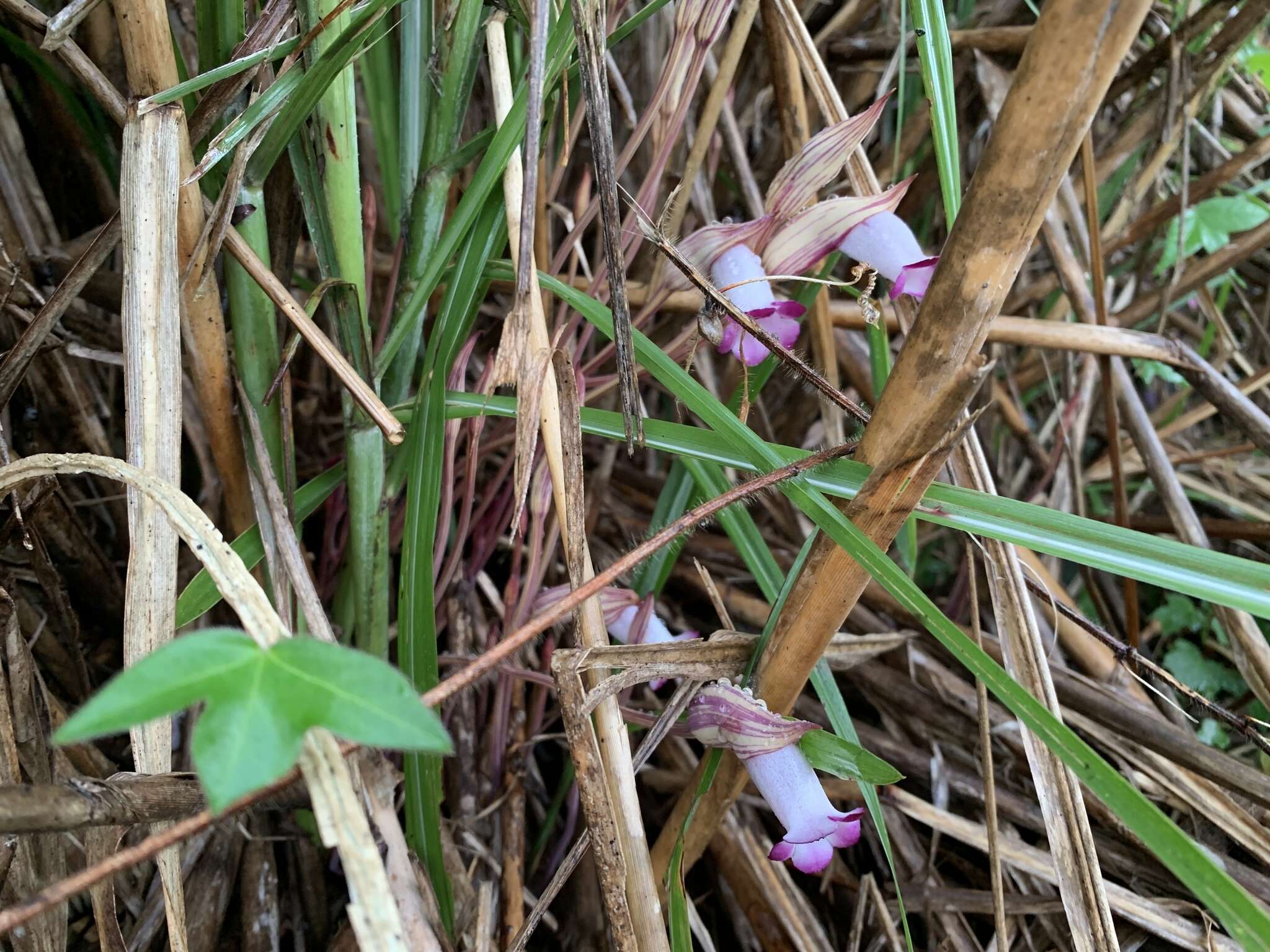 Image of Aeginetia indica L.