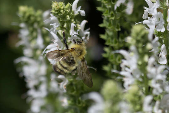 Слика од Bombus perplexus Cresson 1864