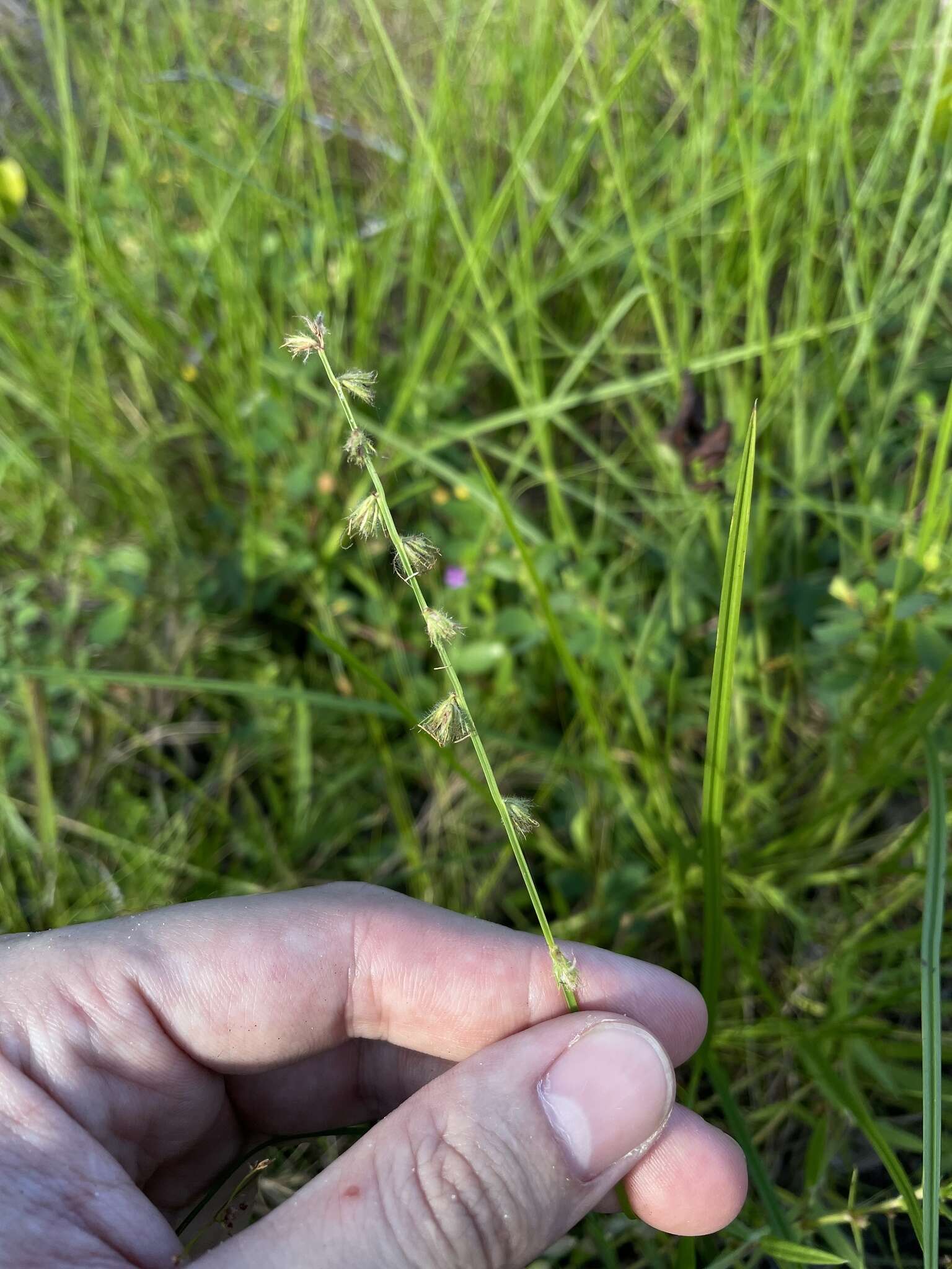 Image of River-Swamp Nut-Rush