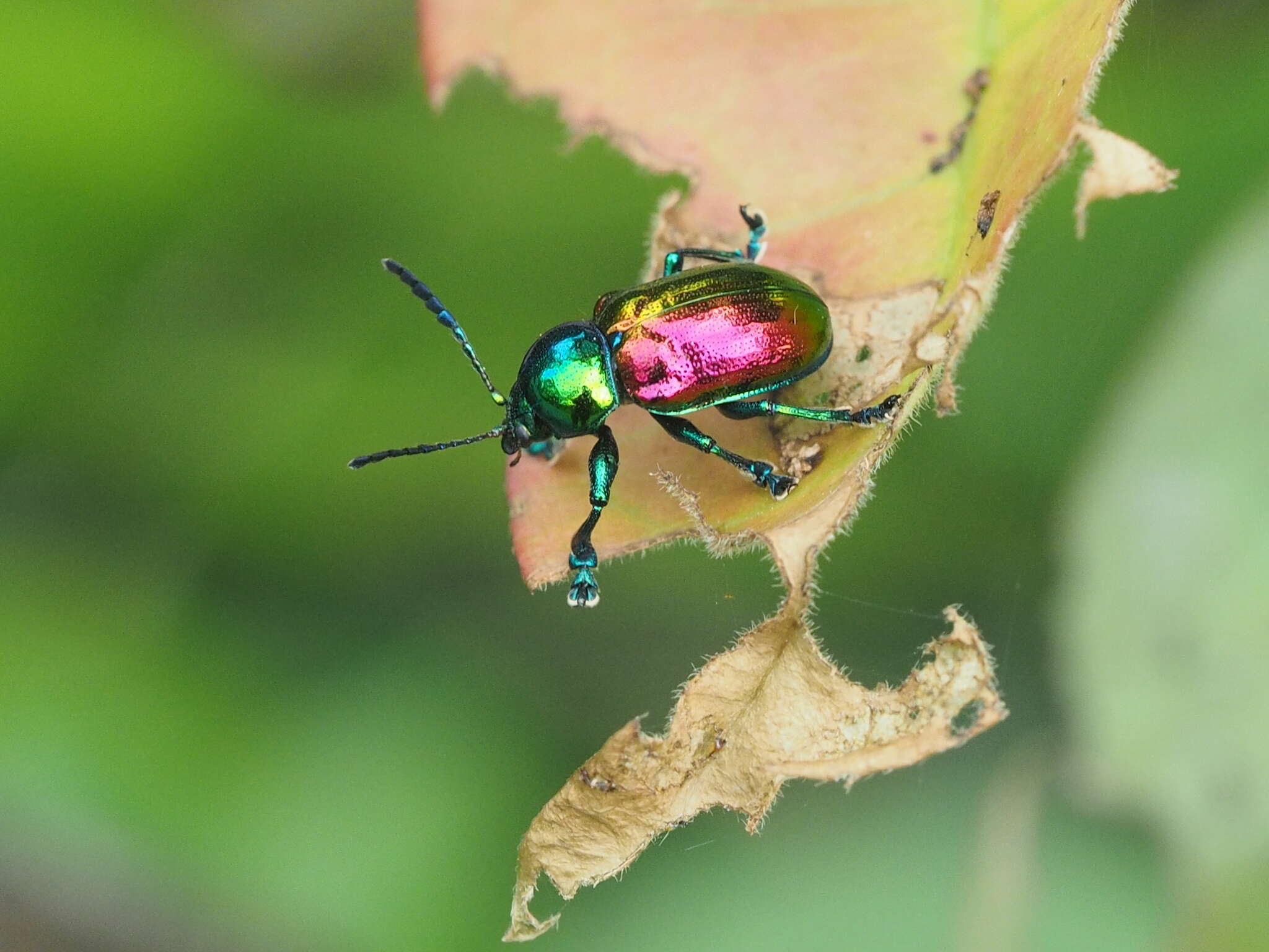 Image of <i>Platycorynus sauteri</i>