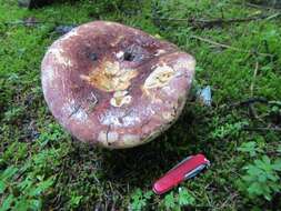 Plancia ëd Russula alutacea (Fr.) Fr. 1838