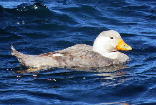 صورة Tachyeres leucocephalus Humphrey & Thompson 1981