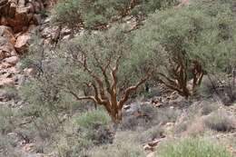 Imagem de Commiphora glaucescens Engl.