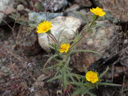 Image of tarweed