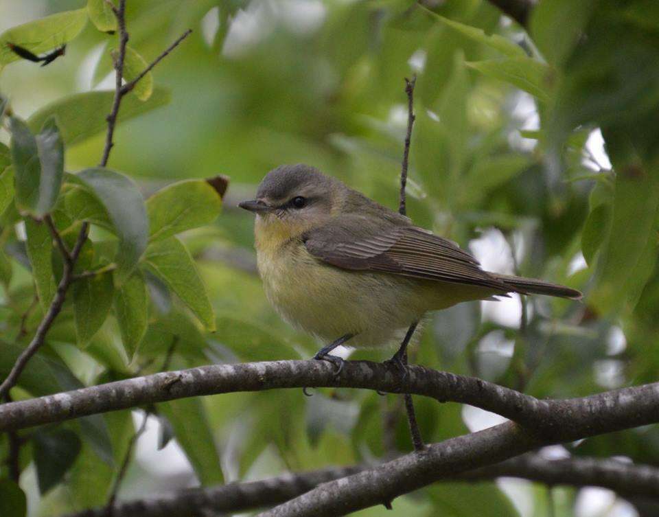 Слика од Vireo philadelphicus (Cassin 1851)