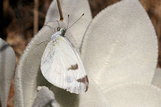 Imagem de Pieris krueperi Staudinger 1860