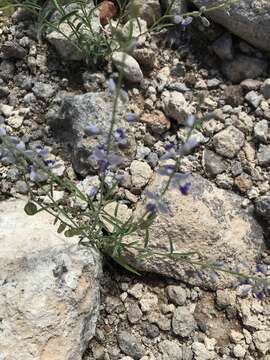 Image of blue milkwort