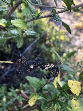 Image of Ceanothus thyrsiflorus var. obispoensis D. O. Burge