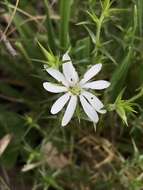 Image of Stellaria pungens Brongn.