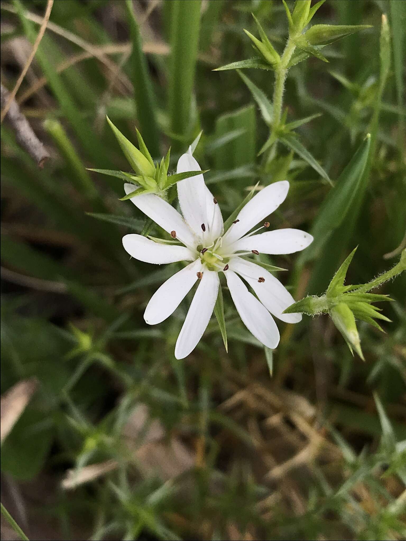 Image of Stellaria pungens Brongn.