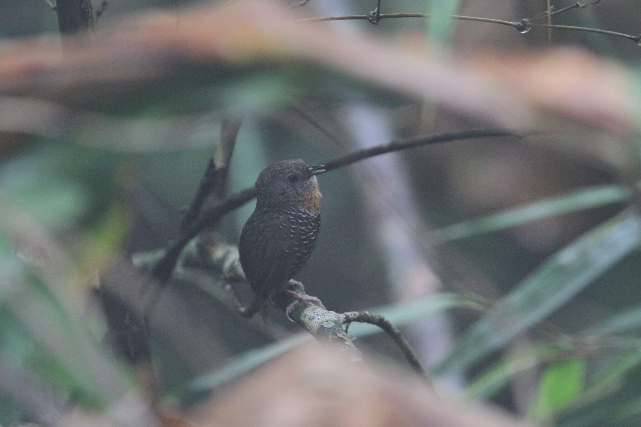 Image of Mishmi Wren-babbler