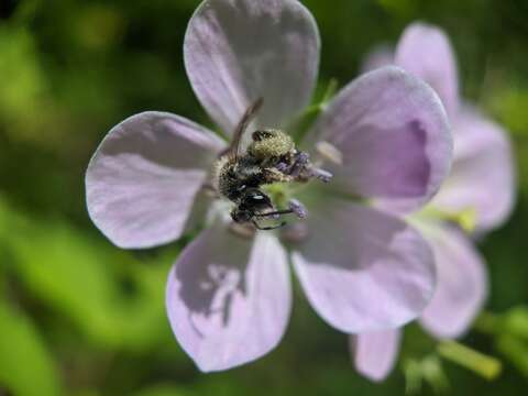 Andrena distans Provancher 1888 resmi