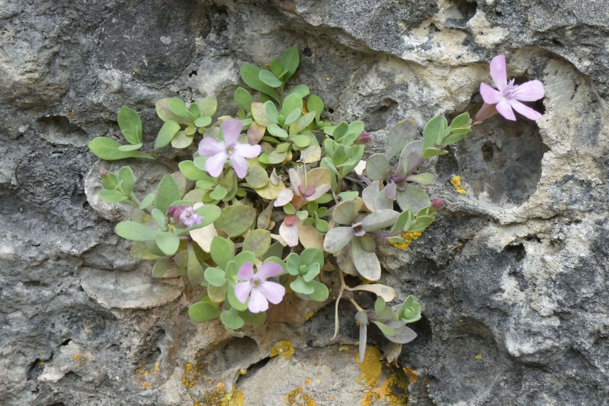 Image of Petrocoptis pardoi Pau