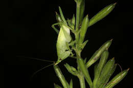 Image of Copiphora producta Bolívar & I. 1903