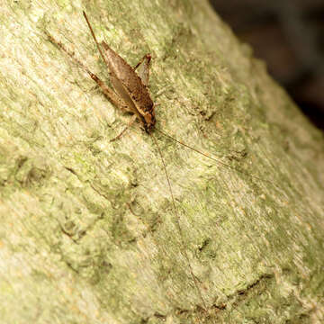 Image of Jumping Bush Cricket