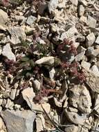 Image of Charleston Peak mousetail