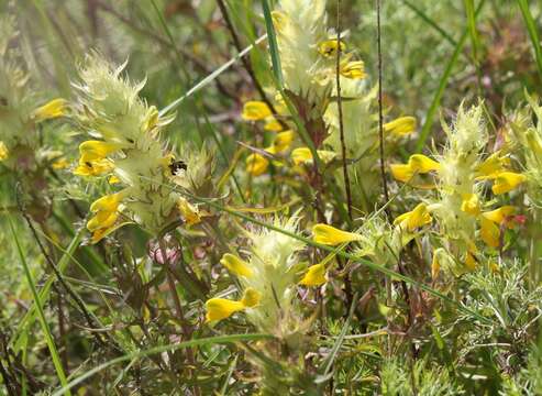 Image of Melampyrum carstiense (Ronn.) Fritsch