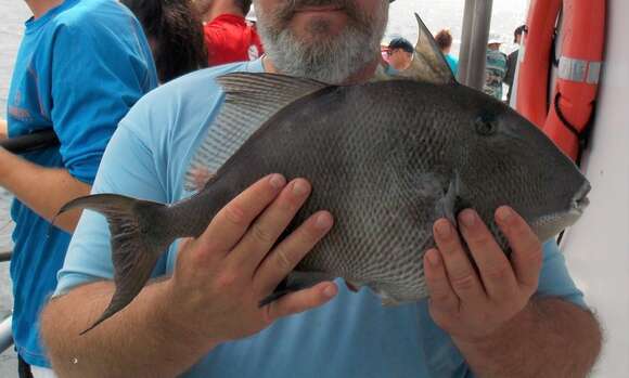 Image of Triggerfish