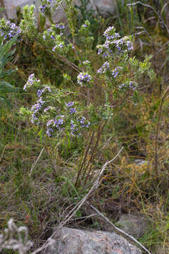 Image of Otholobium obliquum (E. Mey.) C. H. Stirt.