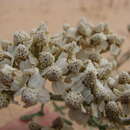 Image of common yarrow