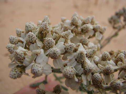 Image of common yarrow