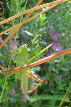 Image of two-coloured bush-cricket