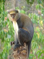 Image of Mona Guenon