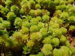 Imagem de Sphagnum mendocinum Sullivant 1874