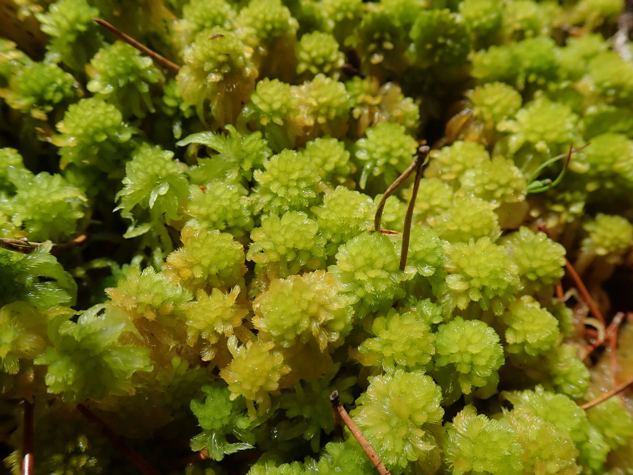 Sphagnum mendocinum Sullivant 1874的圖片