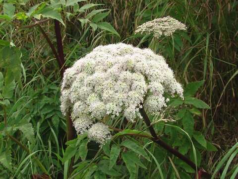 Image of kneeling angelica