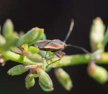 Lopidea marginata Uhler 1894 resmi