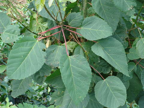 Image de Alchornea latifolia Sw.