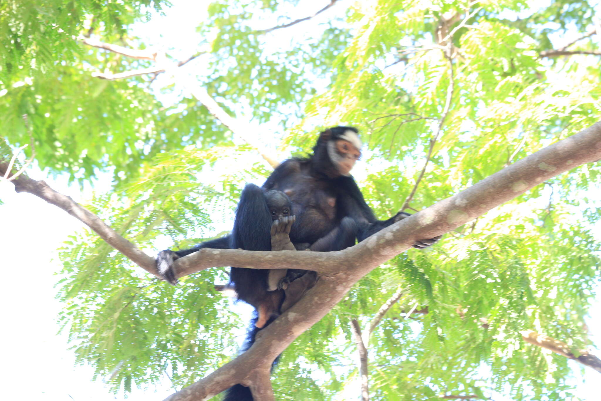 Image of White-cheeked Spider Monkey