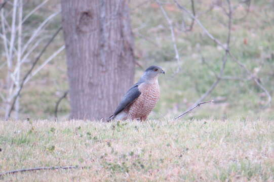 Image of Cooper's Hawk