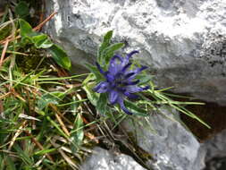 Image of Horned Rampion