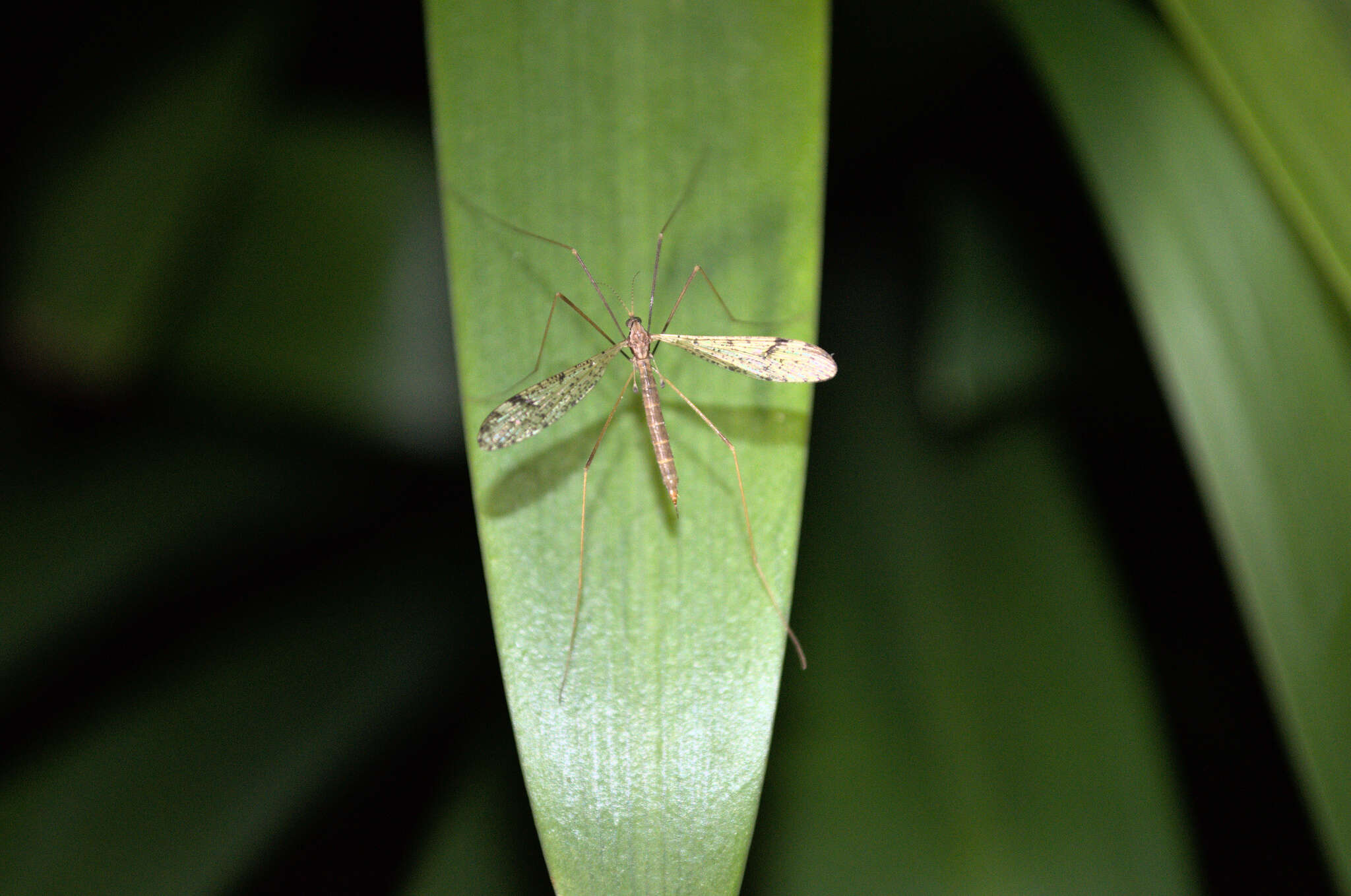 Image of Austrolimnophila (Austrolimnophila) antiqua (Skuse 1890)