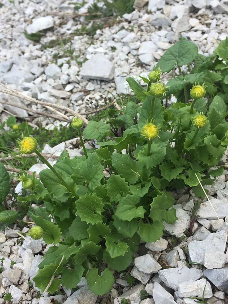 Image of Doronicum columnae Ten.