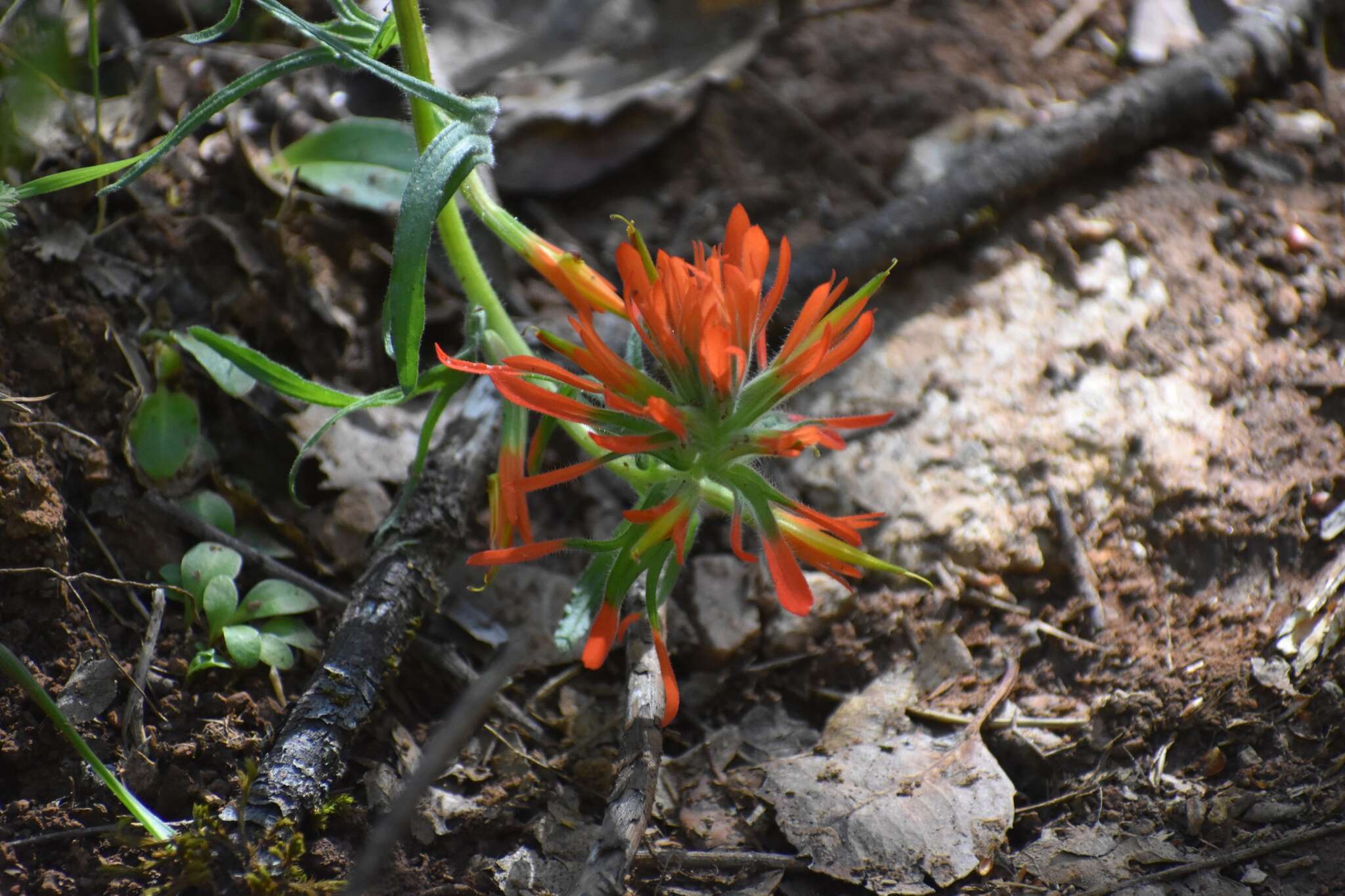 Image of longleaf Indian paintbrush