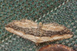 Image of small waved umber