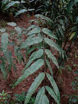 Image of Berberis lanceolata Benth.