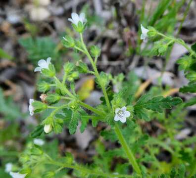 Image de Eucrypta chrysanthemifolia (Benth.) Greene