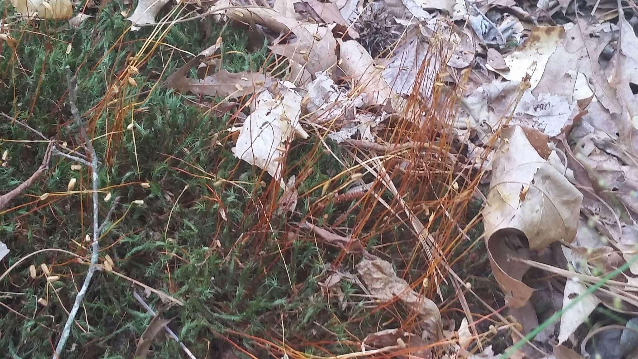 Image of Polytrichastrum ohioense G. L. Smith 1971