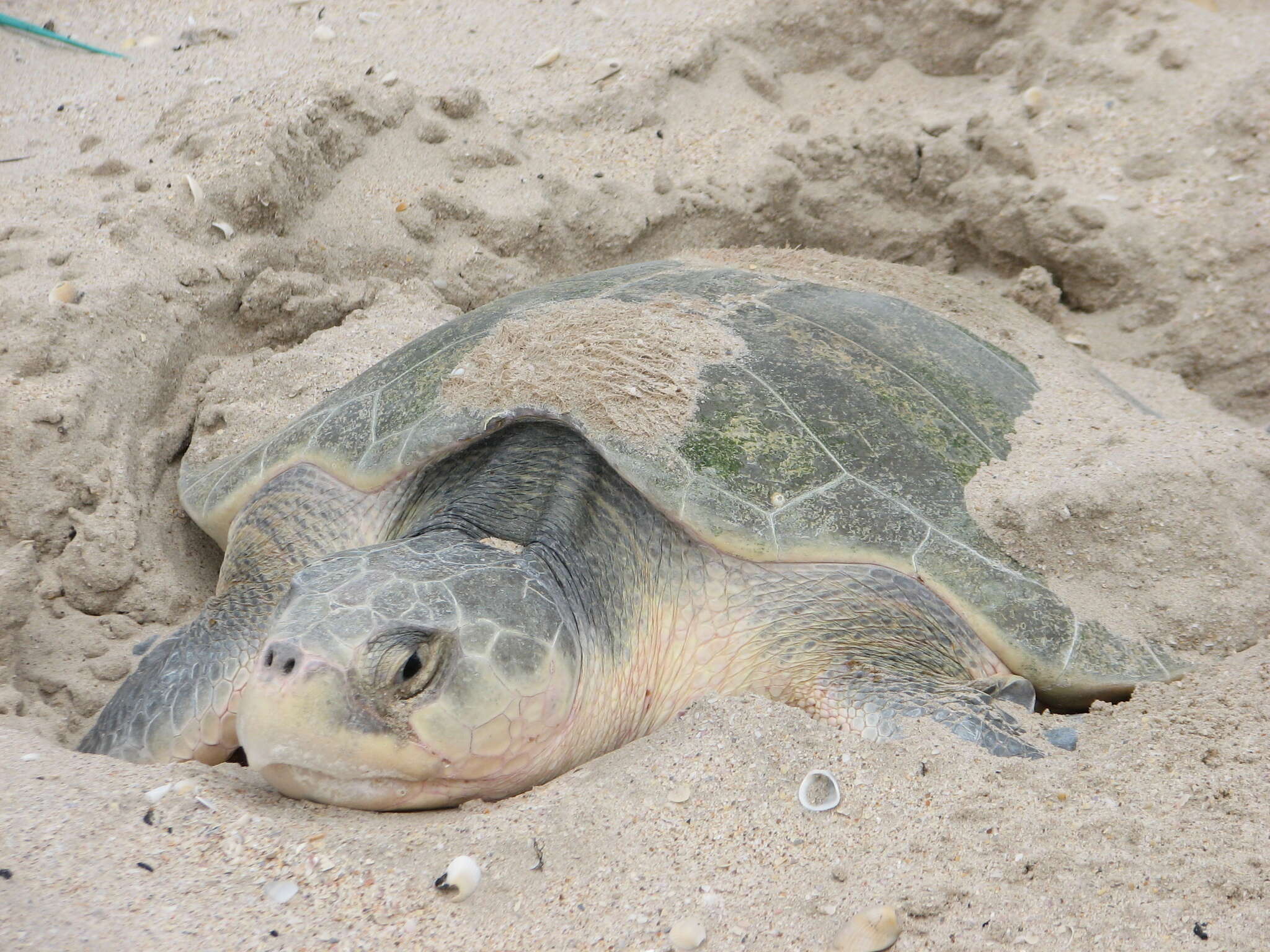 Image of Ridley sea turtles